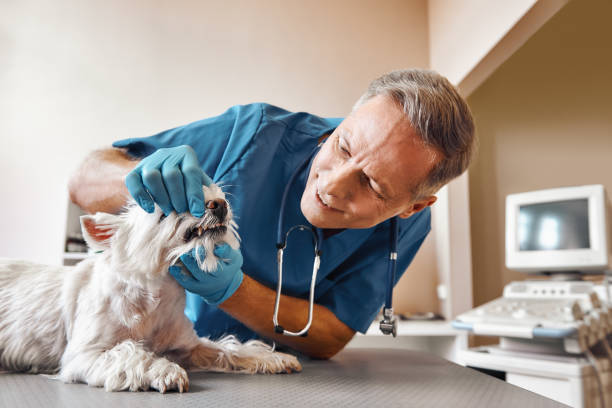 Best Emergency Root Canal Treatment in Eatons Neck, NY